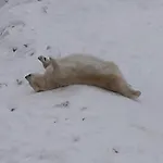 In With Lapland