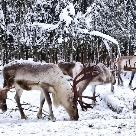In With Lapland * Ranua