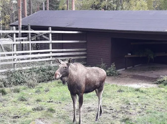 In With Lapland * Ranua