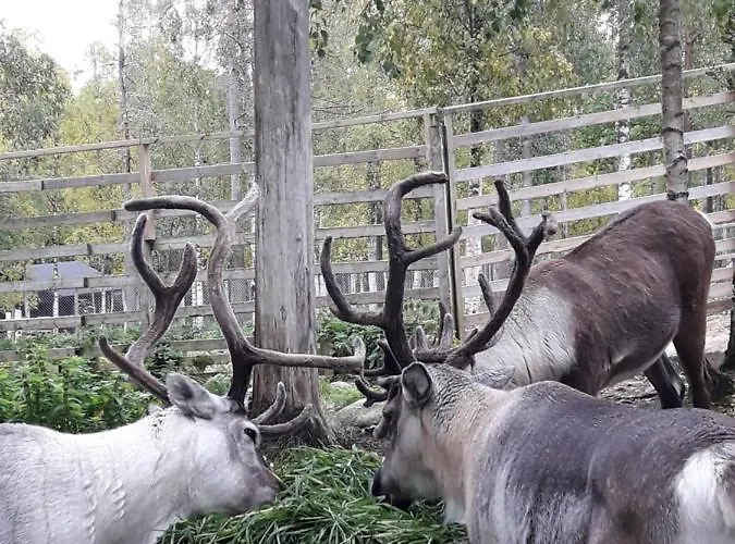 Horská chata In With Lapland Ranua