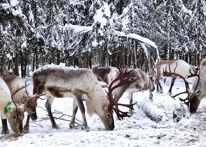 In With Lapland * Ranua