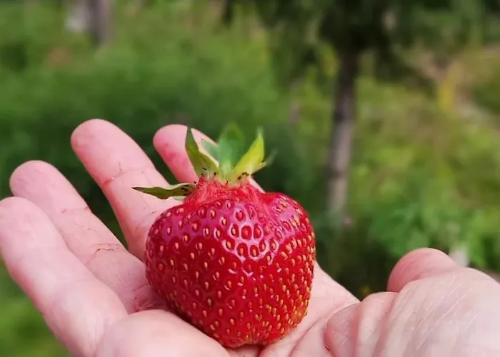 In With Lapland Horská chata Ranua